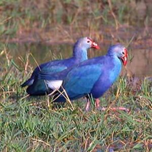 Purple Swamphen