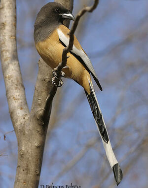 Rufous Treepie
