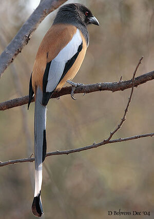Rufous Treepie