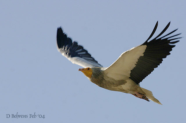Vautour percnoptère - Neophron percnopterus