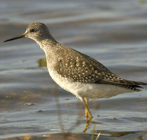 Lesser Yellowlegs