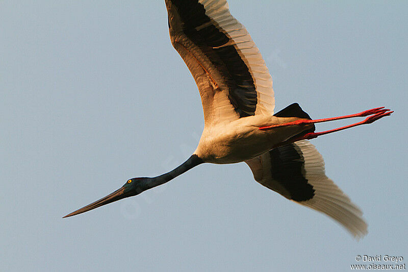 Black-necked Stork, Flight