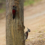 Red-backed Flameback