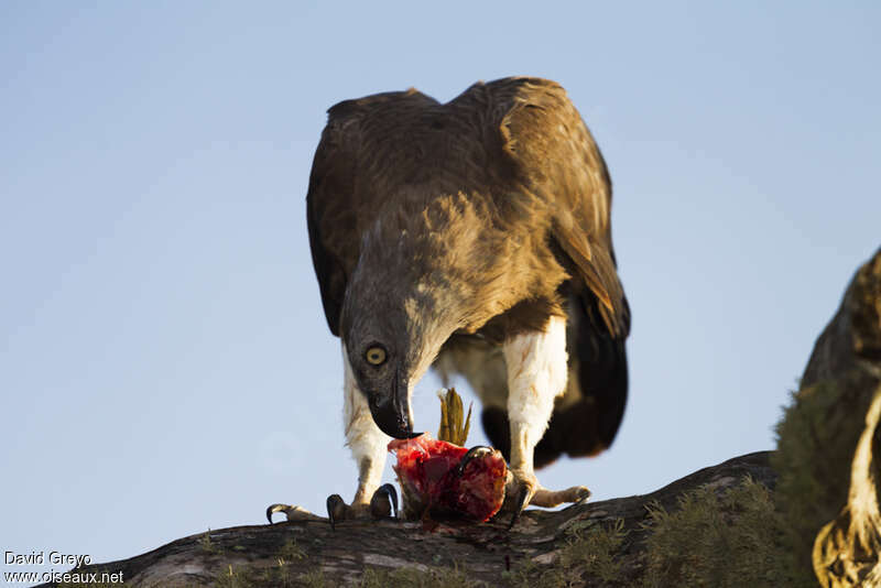 Grey-headed Fish Eagle, eats