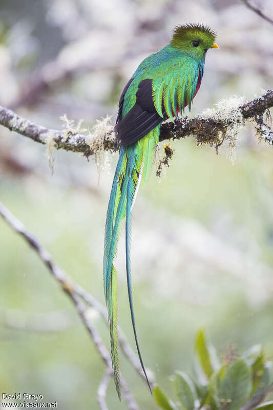 Resplendent Quetzal male adult, identification