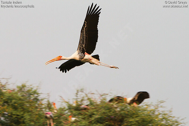 Painted Stork, Flight, Reproduction-nesting