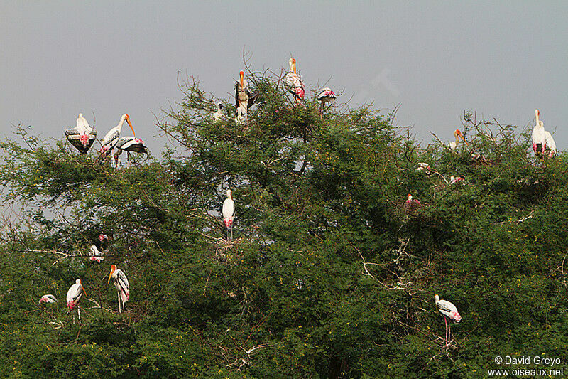 Painted Stork, Reproduction-nesting