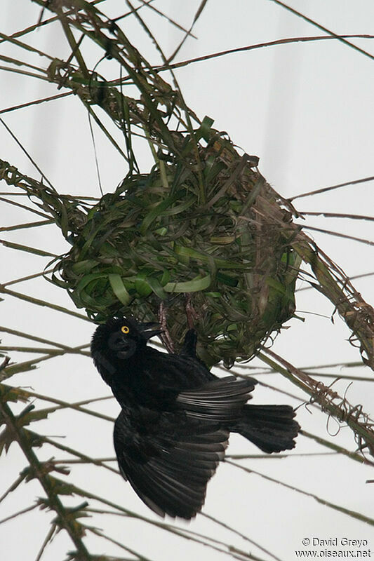 Vieillot's Black Weaver, Reproduction-nesting