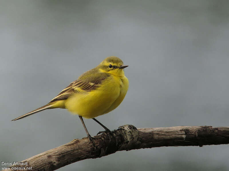 Western Yellow Wagtail male adult breeding, pigmentation