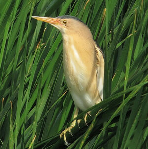 Little Bittern 
&copy; Denis Attinault