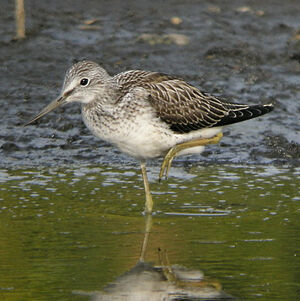 Common Greenshank 
&copy; Denis Attinault