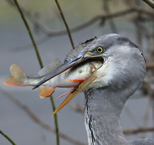 Grey Heron 
&copy; Denis Attinault