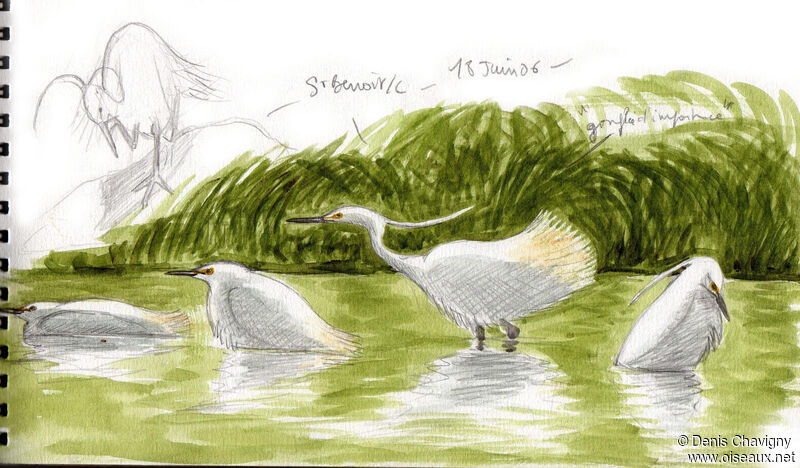 Little Egret, habitat, care