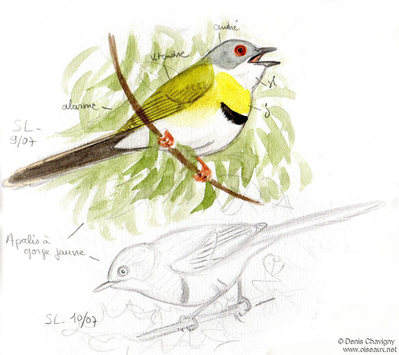Yellow-breasted Apalis, identification