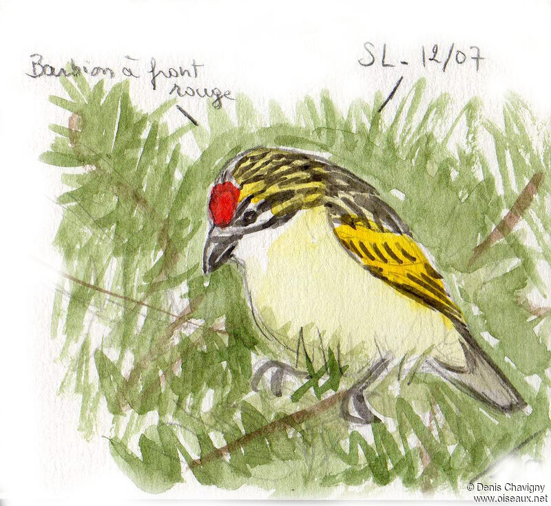 Red-fronted Tinkerbird, habitat