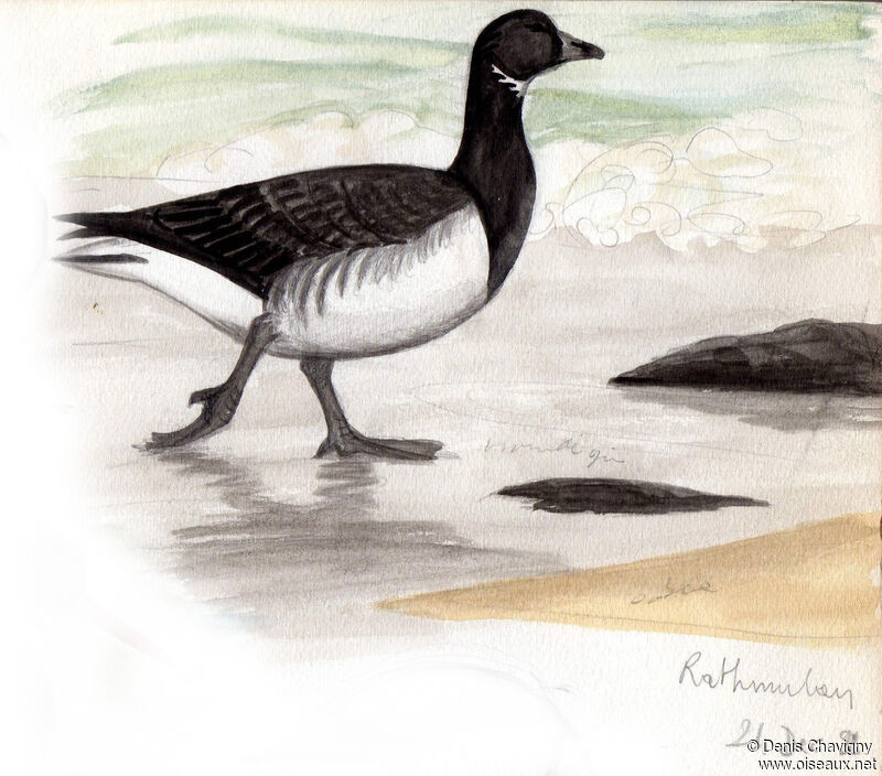 Brant Goose, identification, walking