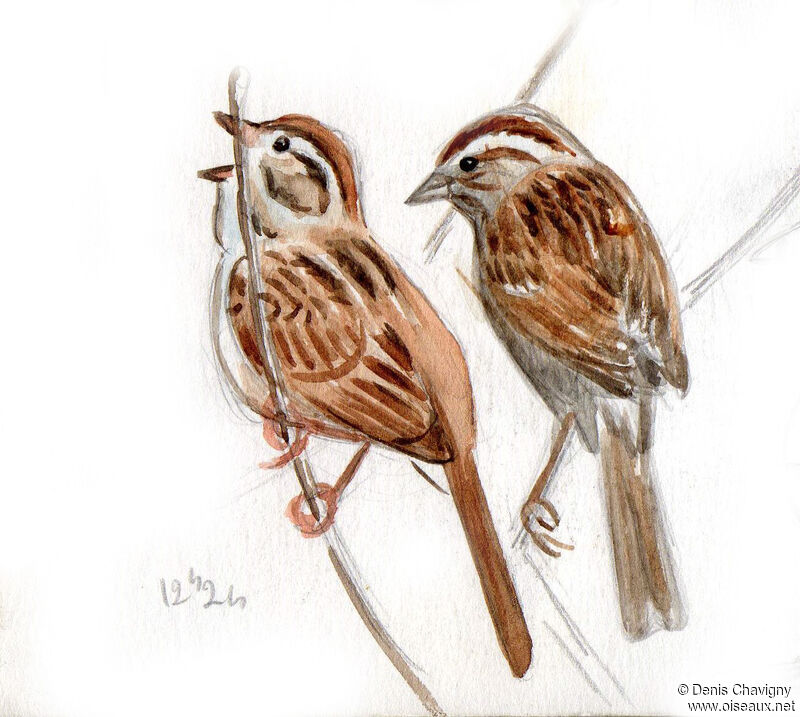Swamp Sparrow male adult, identification, song