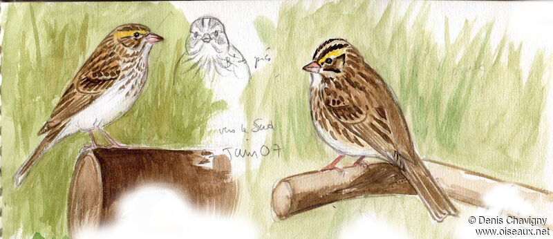 Savannah Sparrowadult, identification