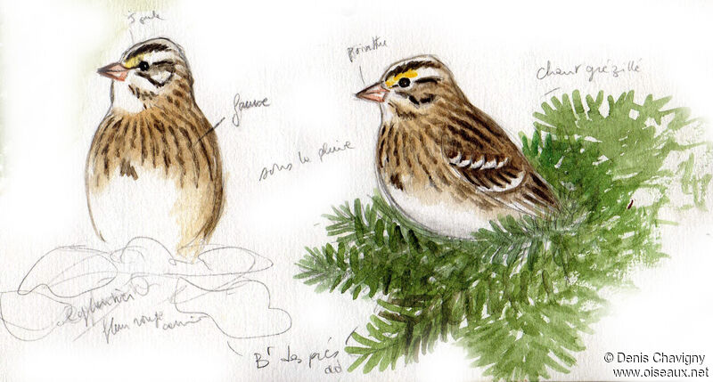 Savannah Sparrow male adult, habitat