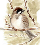 Common Reed Bunting