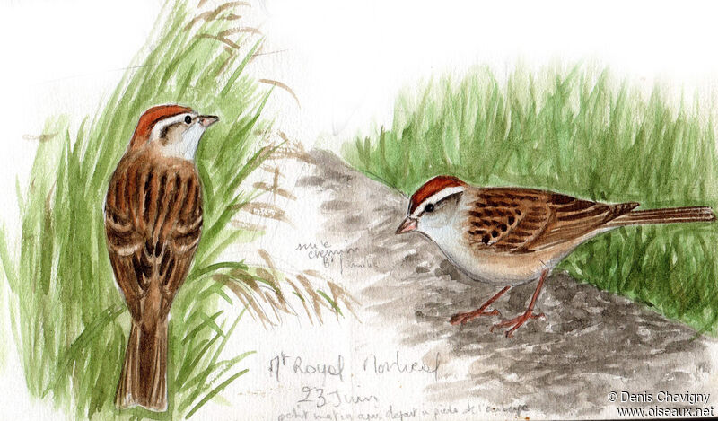 Chipping Sparrow, habitat