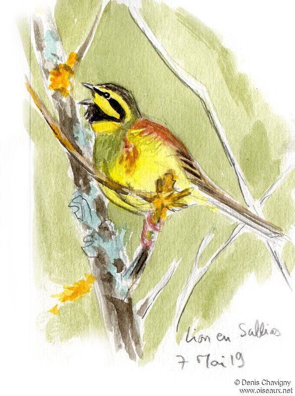 Cirl Bunting male adult, identification, song