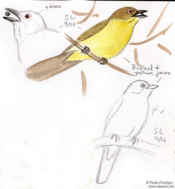 Yellow-bellied Greenbuladult, identification, eats