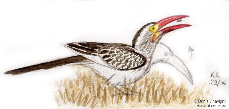 Northern Red-billed Hornbilladult, identification, eats