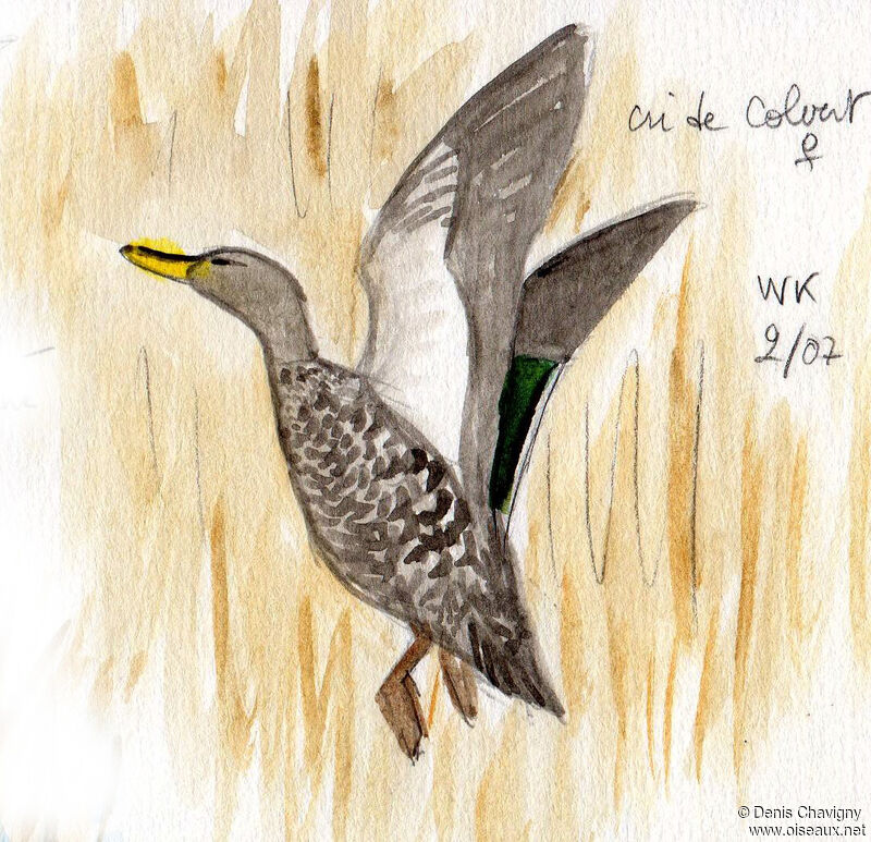 Yellow-billed Duck, Flight