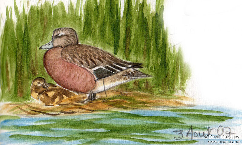 American Wigeon, Reproduction-nesting
