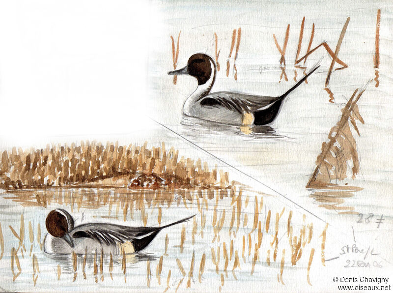 Northern Pintail male adult, care, swimming