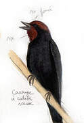 Chestnut-capped Blackbird