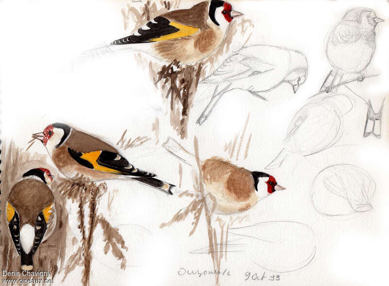 European Goldfinch, moulting, eats
