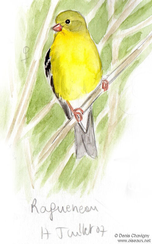 American Goldfinch female adult, identification