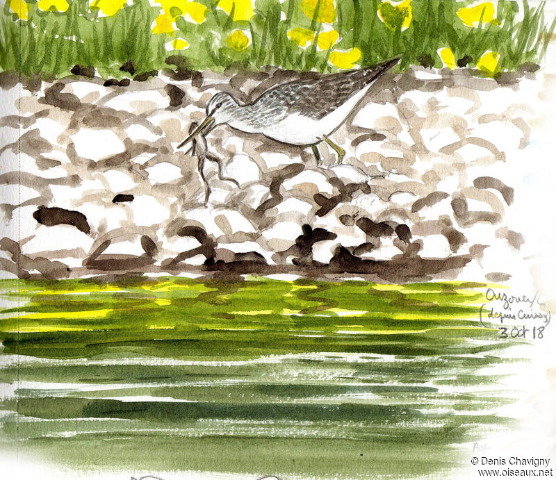 Common Greenshank, habitat, eats