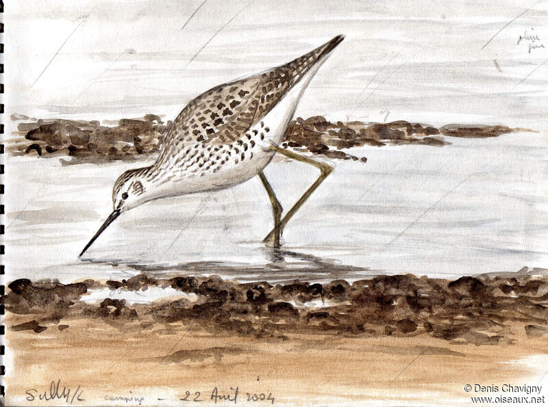 Marsh Sandpiperadult breeding, habitat, eats