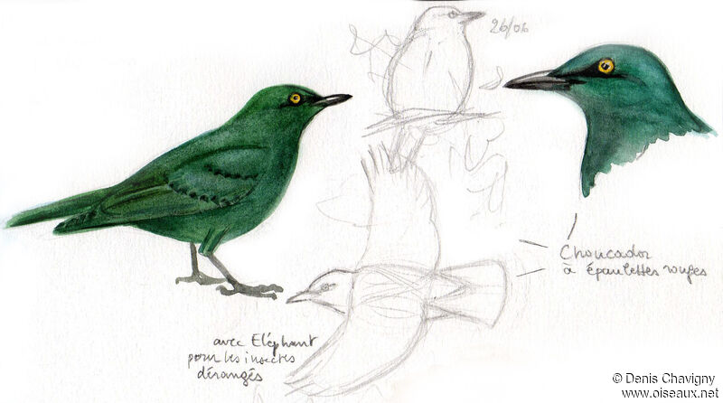 Cape Starling, identification