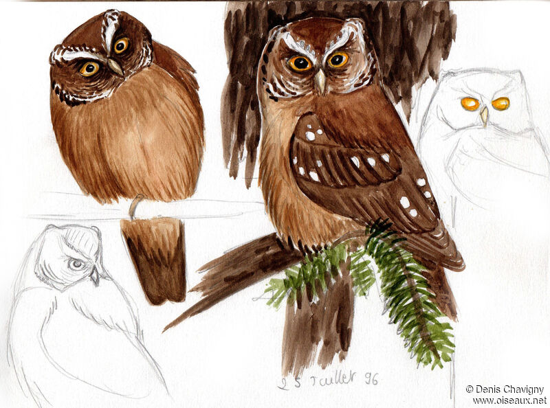 Boreal Owljuvenile, identification