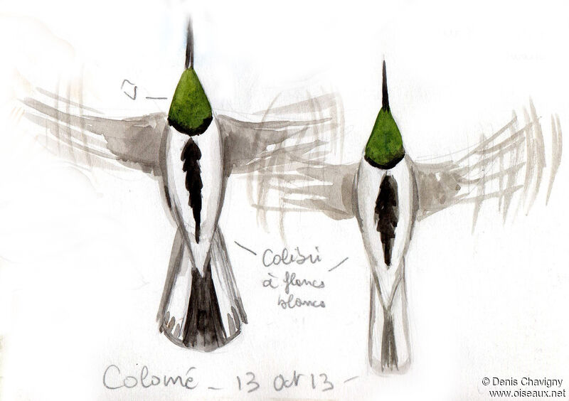 Colibri à flancs blancs mâle, Vol