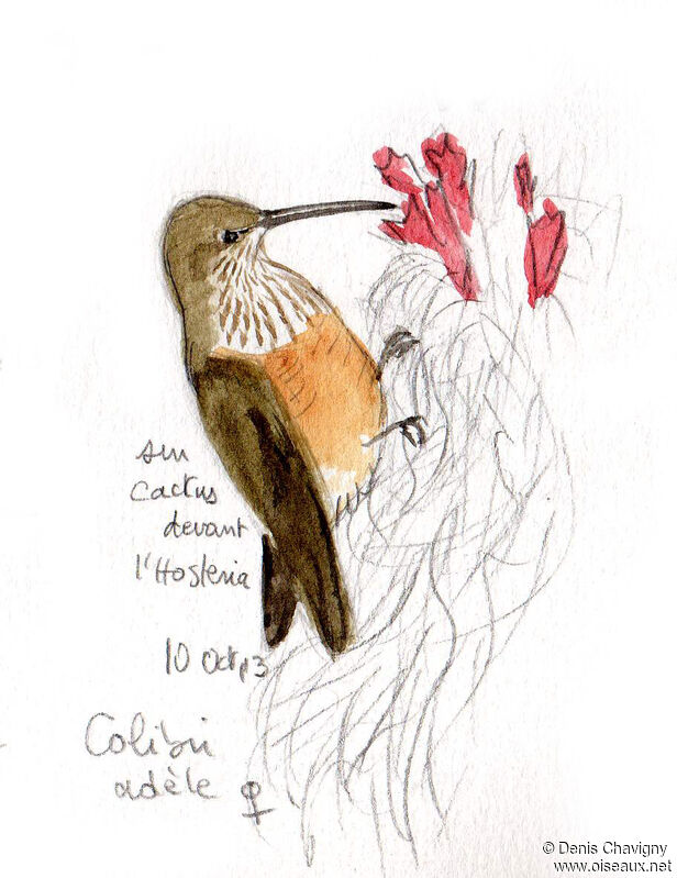 Colibri adèle femelle, mange