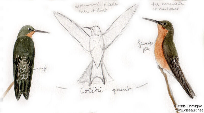 Colibri géant, identification