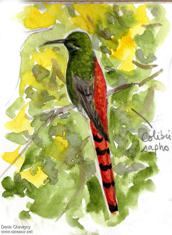 Colibri sapho mâle adulte, identification