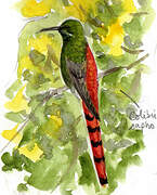 Red-tailed Comet