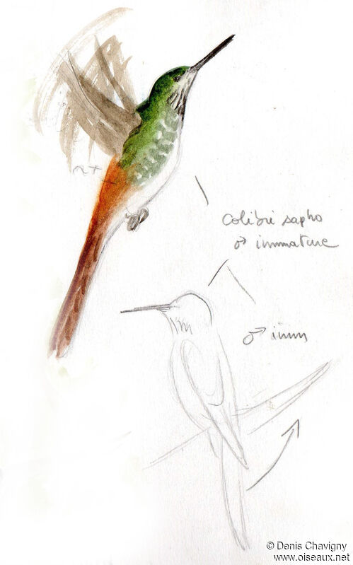 Colibri saphoimmature, Vol