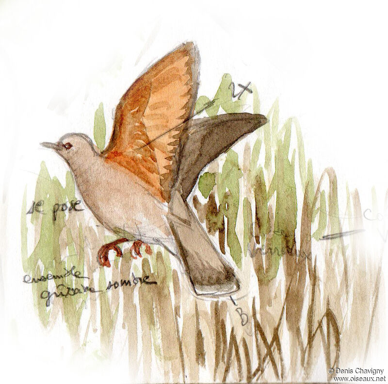 White-tipped Dove, Flight