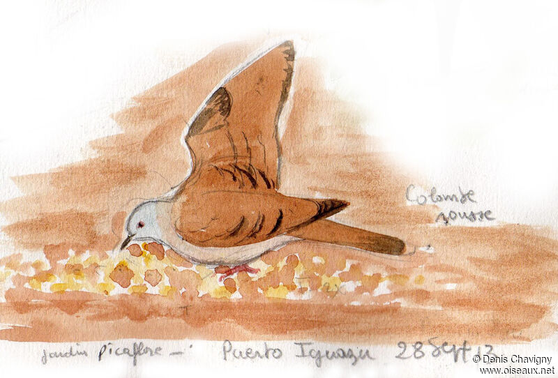 Ruddy Ground Dove, identification, eats