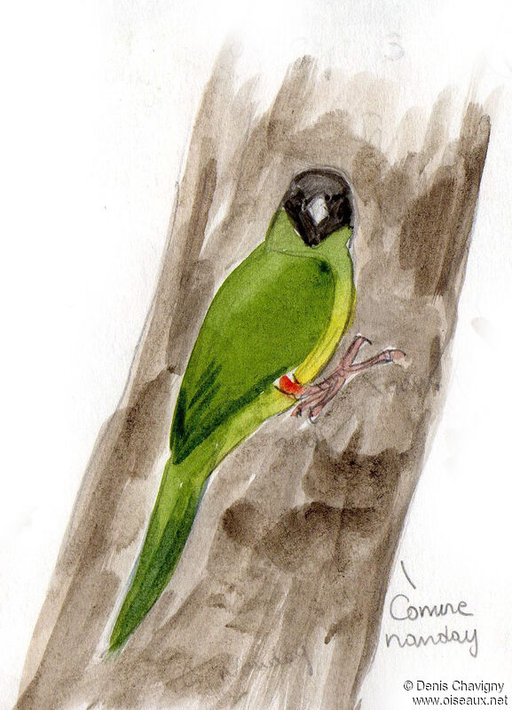 Nanday Parakeet, identification