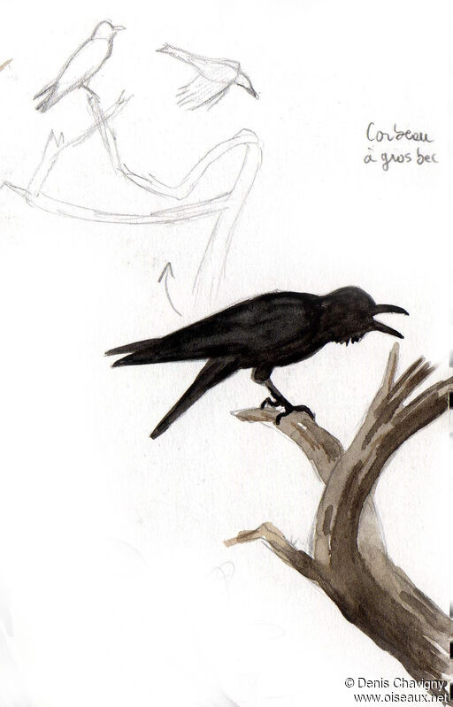 Large-billed Crow, identification, song