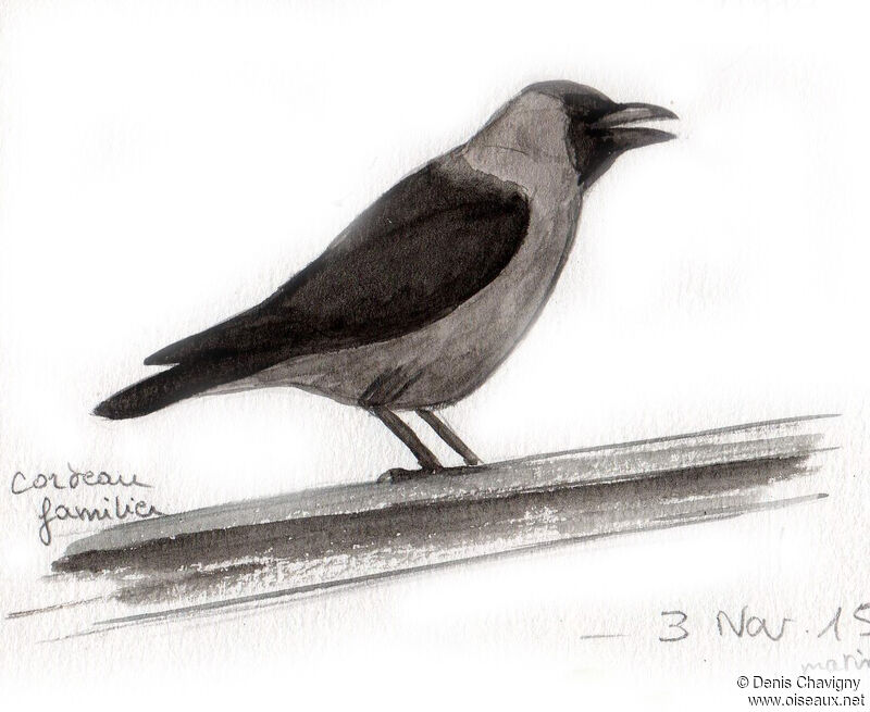 House Crowadult, song
