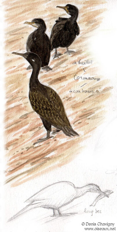Cormoran à cou brun, identification